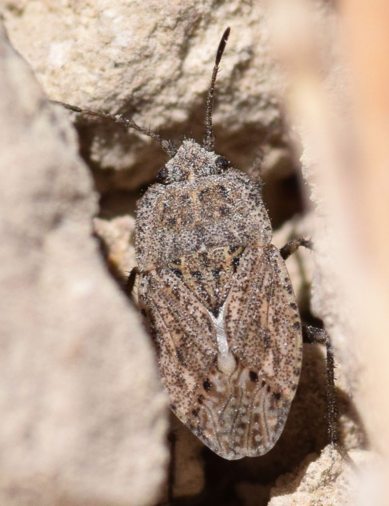 Lygaeidae: Emblethis ciliatus Horvath, 1875